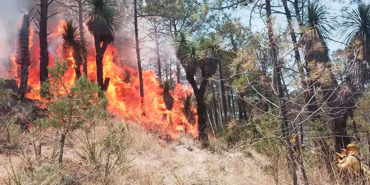 10 mil 730 hectáreas arboladas arrasadas por 299 incendios en Puebla
