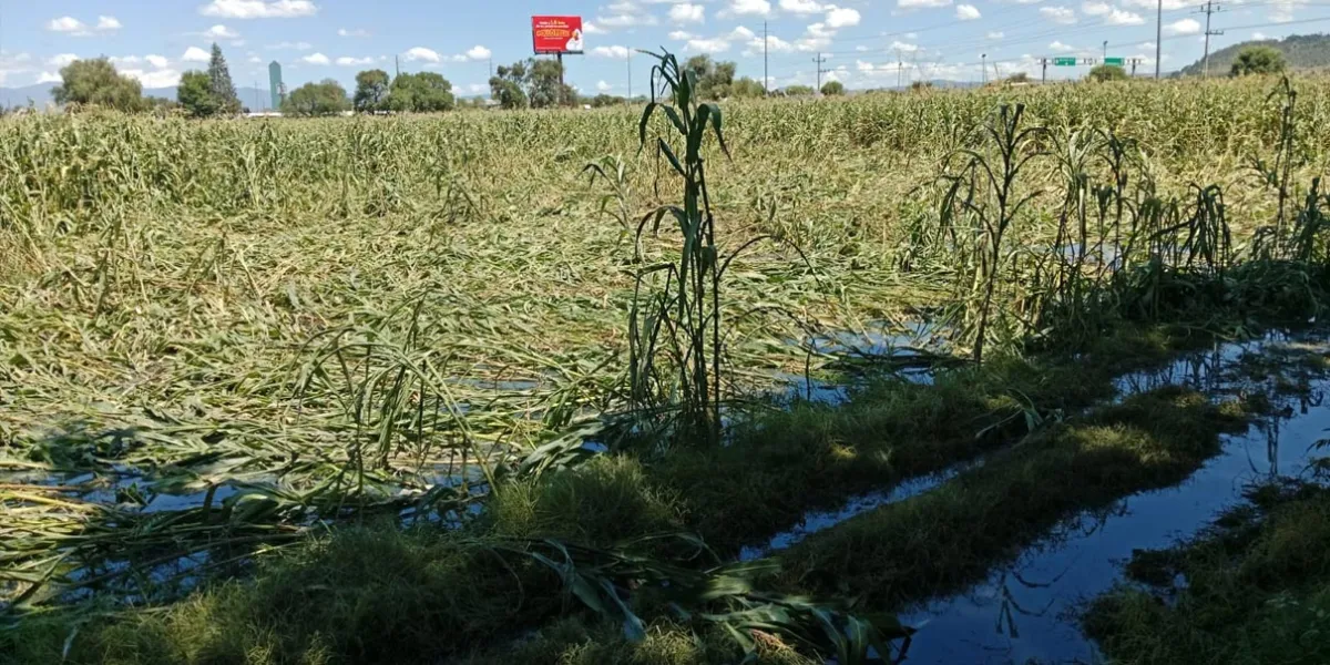 AGUAS NEGRAS contaminan cultivos en Huejotzingo; productores piden ayuda
