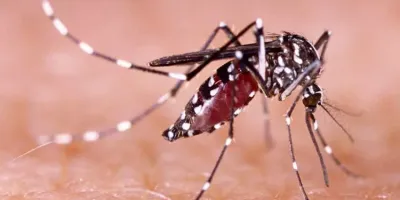 Mosquito