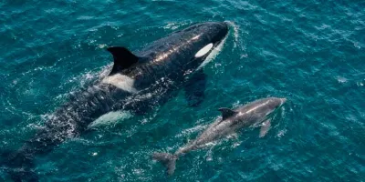 Orcas y delfines fueron documentados cooperando para cazar salmón Chinook en Canadá. El hallazgo científico alerta sobre la escasez del recurso y el impacto humano en el océano.