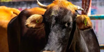 Puebla, referente nacional en el manejo y control del gusano barrenador del ganado