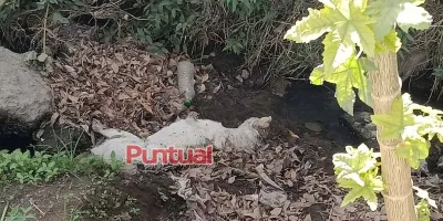 Texmelucan bajo alerta por envenenamiento de perros y posibles amenazas a mascotas