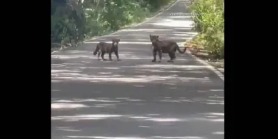 Captan en video a jaguares cruzando carretera cercana a la zona arqueológica de Calakmul
