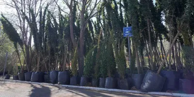 Baja número de árboles afectados con revisión de trayecto del Cablebús 
