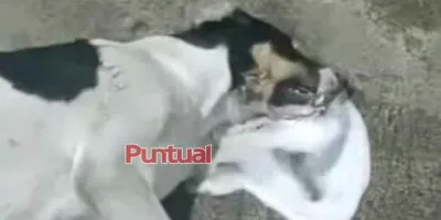 Aparecen perros envenenados en la zona del tianguis de Texmelucan