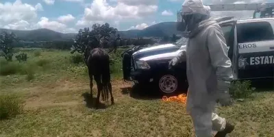 Enjambre de abejas ataca a pareja en Serdán y moviliza a cuerpos de emergencia