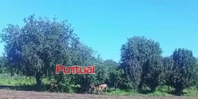 Sorprenden venados caminando entre cultivos de Chiautzingo; ya fueron resguardados