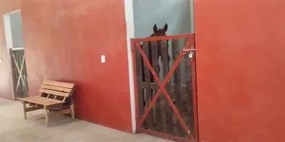 Equinoterapia llega al CRI de San Salvador El Seco y elimina traslados a Puebla