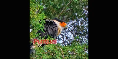 Capturan ave silvestre tras sorpresivo avistamiento en San Martín Texmelucan