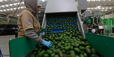 Aguacate de Michoacán vuelve a EU tras tres días de suspensión