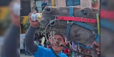 Fiscalía de Puebla abre investigación por video de caballo bebiendo cerveza en Huixcolotla