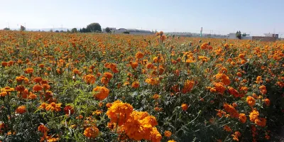 Atlixco alista flores de Día de Muertos para distribuir por México