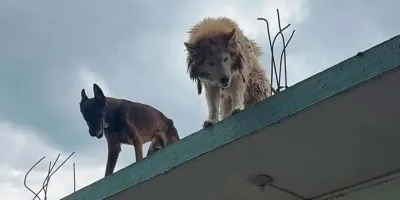 En Texmelucan 10 reportes a la semana por maltrato o abandono animal 
