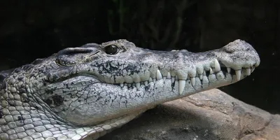 Cuidador muere tras ser atacado por un cocodrilo durante exhibición de Papúa Nueva Guinea