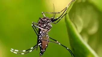Izúcar, Tehuacán, Acatlán, Tepexco y Tepexi concentran el mayor número de poblanos con Dengue