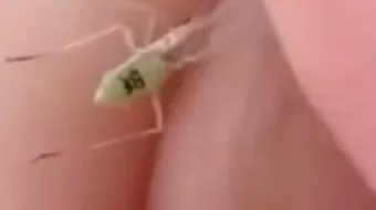 ¿Mosquito con número de serie? El video que causa furor en TikTok