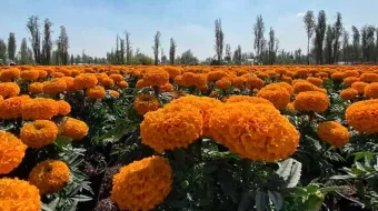 Alistan venta de flor de cempasúchil en Serdán