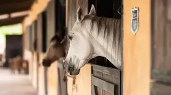 Atlixco abrirá un espacio más amplio para el cuidado de los caballos