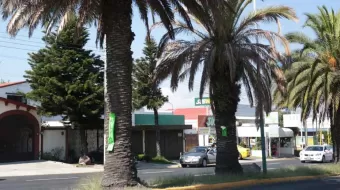 Ayuntamiento tala palmeras frente al CENHCH