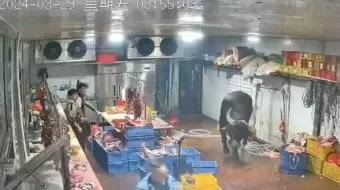 Se viraliza VIDEO de vaca atacando a empleados de un matadero