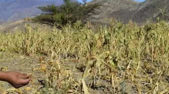 Sequía comienza a impactar los bolsillos; aumentan precio de los alimentos