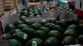 Tras pacto, reanudan exportación de mango y aguacate de Michoacán a EU