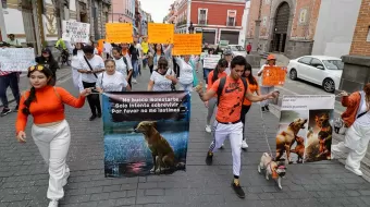 Animalistas de Puebla exigen penas más fuertes contra agresores