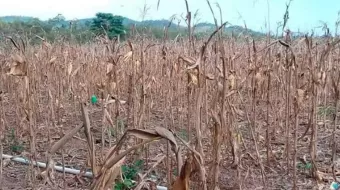 Conagua advierte severa sequía del campo poblano