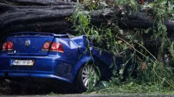 CDMX: Mujer muere al caerle un árbol encima de su auto; su bebé sobrevive