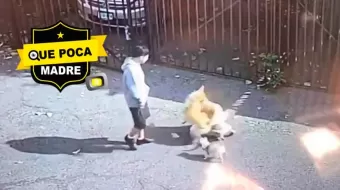 VIDEO. Inhumanos patean a perro de la calle hasta el cansancio