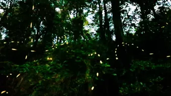 Golpes y jalones en avistamiento de luciérnagas en Tlahuapan; se disputan espacios