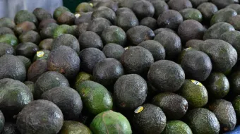 En Serdán, se dispara el precio del aguacate