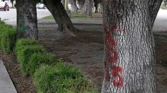 Naturaleza muerta; obras prioridad para Puebla 