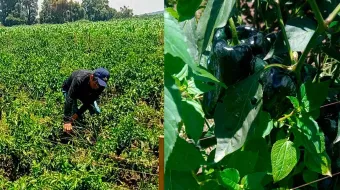 Productores de Texmelucan enfrentan pérdidas por sequía y lluvias excesivas