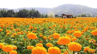 Atlixco inicia este 24 de octubre la venta de Flor de Cempasúchil