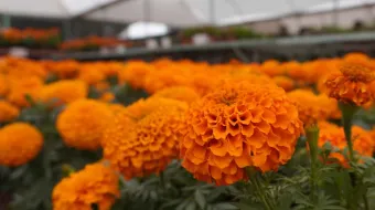 Comenzó el corte de Flor de Cempasúchil y Terciopelo en la región de Atlixco
