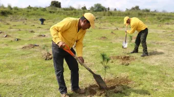 Puebla cumplió la meta de sembrar 9 millones de árboles 