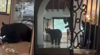 Oso negro se metió por comida a una casa de Nuevo León 