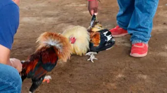 Propone Natale penas de cárcel y multas a organizadores corridas de toros y peleas de gallos