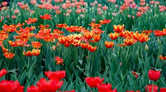 Atlixco se llena de color con el Festival del Tulipán Holandés del 8 al 16 de febrero