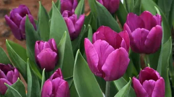 Productores de Atlixco esperan la venta de 200 mil tulipanes