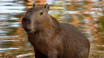 Tendría que ser un video tierno con un capibara y termina siendo de terror