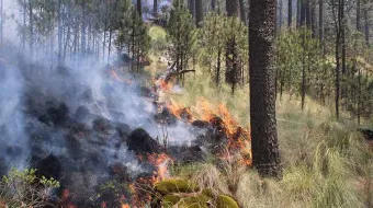 153 hectáreas forestales quemadas por 31 incendios en 13 municipios poblanos