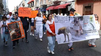 Activistas poblanos exigen fin a las corridas de toros y más protección animal