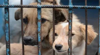 Se impulsa en Puebla la creación del Semefo Veterinario