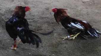 El PVEM busca prohibir las corridas de toros y peleas de gallos en Puebla