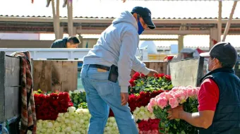 Productores de rosas en Atlixco se preparan para el 14 de febrero