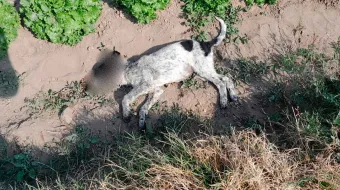 Vecinos de Tecatlzingo exigen justicia tras envenenamiento masivo de perros