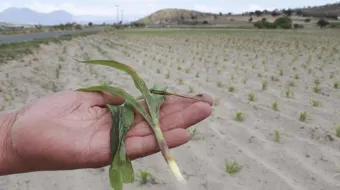 Gobierno de Puebla inyecta 10 mdp a productores afectados por helada