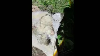 Cadáver de becerro alerta a pobladores de Texmelucan